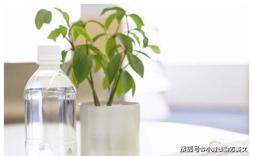 2月,桃花乍现,喜获良缘,3生肖思念入髓,爱意泛滥,激动相拥 生活 感情 对方